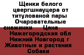 Щенки белого цвергшнауцера от титулованой пары. Очаровательные снежинки . › Цена ­ 25 000 - Нижегородская обл., Нижний Новгород г. Животные и растения » Собаки   